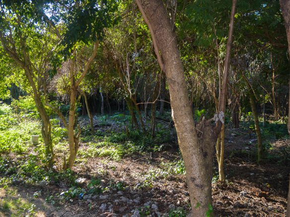 Huge lot 1400ft of Puerto Aventuras Highway Frontage
