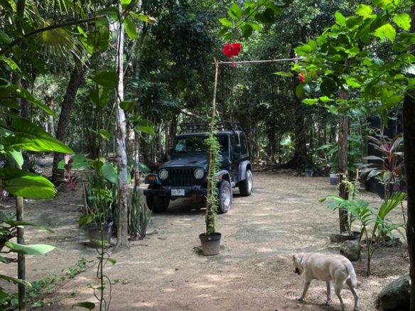 Jungle Eco Home