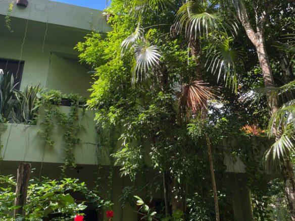 Jungle Eco Home